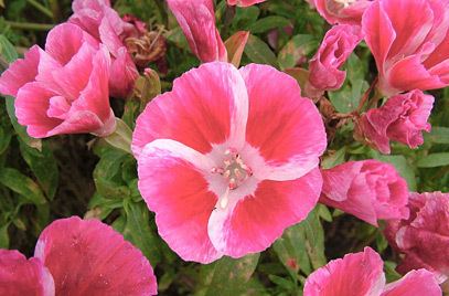 Clarkia amoena Clarkia amoena farewell to SpringRHS Gardening