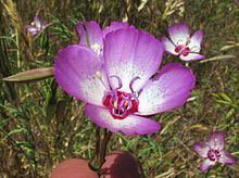 Clarkia cylindrica httpsuploadwikimediaorgwikipediacommonsthu