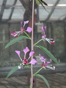 Clarkia exilis httpsuploadwikimediaorgwikipediacommonsthu