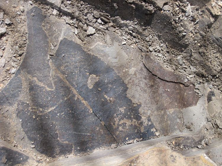Clarkia fossil beds