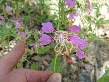 Clarkia mildrediae httpsuploadwikimediaorgwikipediacommonsthu