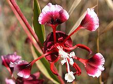Clarkia springvillensis httpsuploadwikimediaorgwikipediacommonsthu