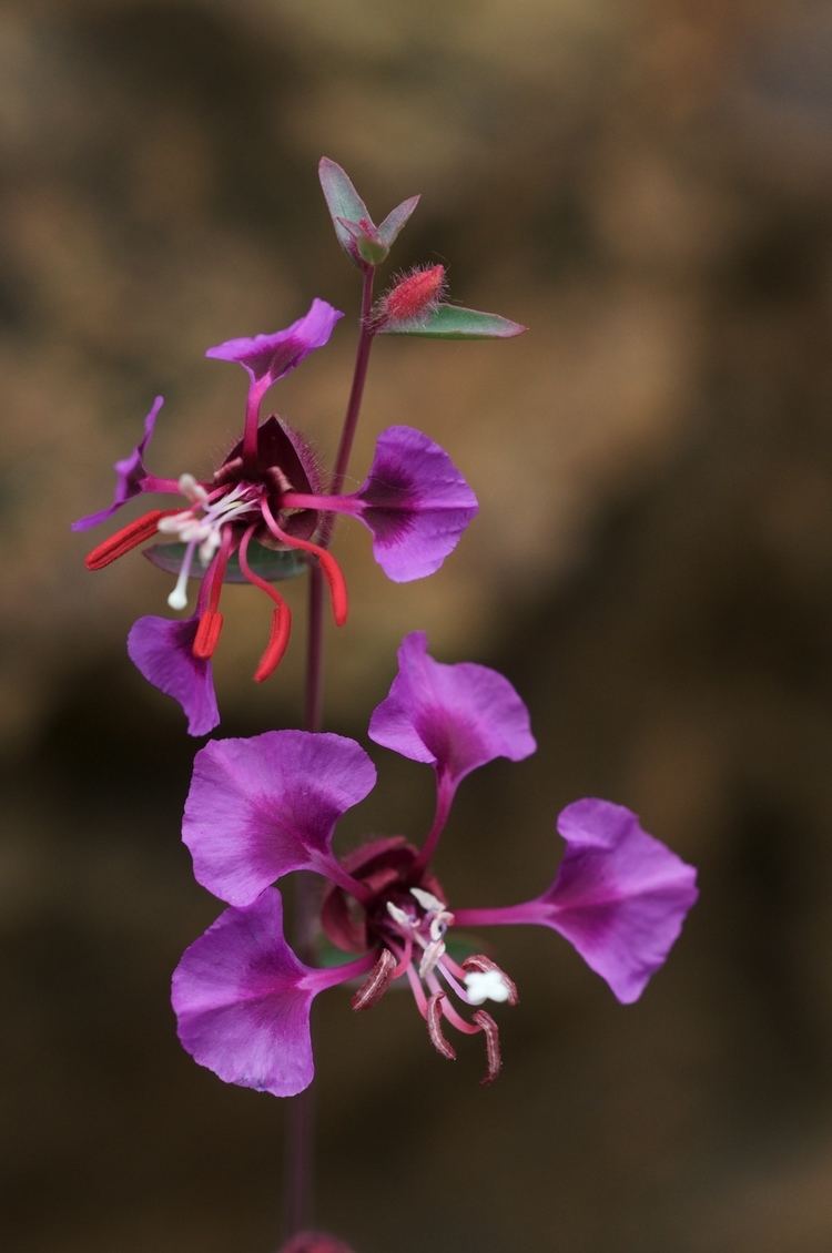 Clarkia unguiculata httpsuploadwikimediaorgwikipediacommons44