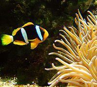 Clark's anemonefish httpsuploadwikimediaorgwikipediacommonsthu