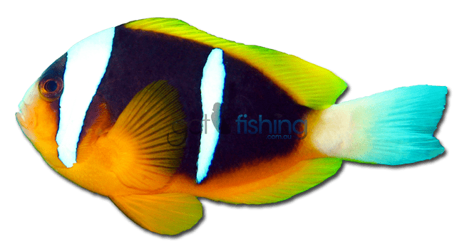 Clark's anemonefish Clark39s Anemonefish Get Fishing