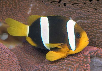 Clark's anemonefish clarkii clownfish Amphiprion clarkii Clark39s Anemonefish