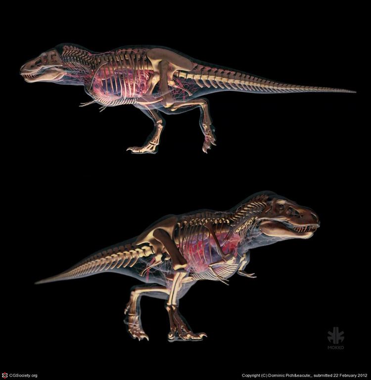 Clash of the Dinosaurs CLASH OF THE DINOSAURS TYRANNOSAURUS REX XRAY by Dominic