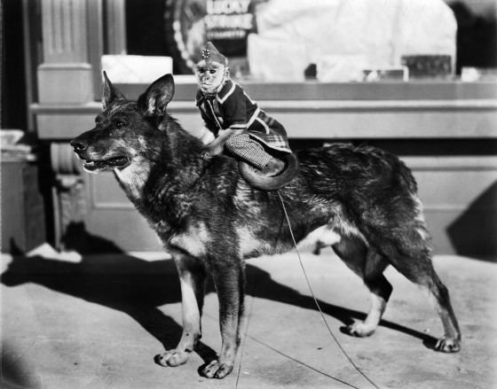 Clash of the Wolves movie scenes More than any other four legged actor the dog has achieved a unique stardom with such long lasting box office stars as Strongheart Teddy Lassie 