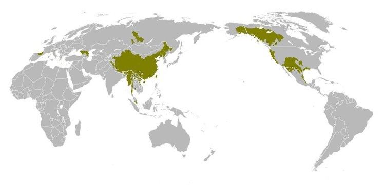 Classification schemes for Southeast Asian languages