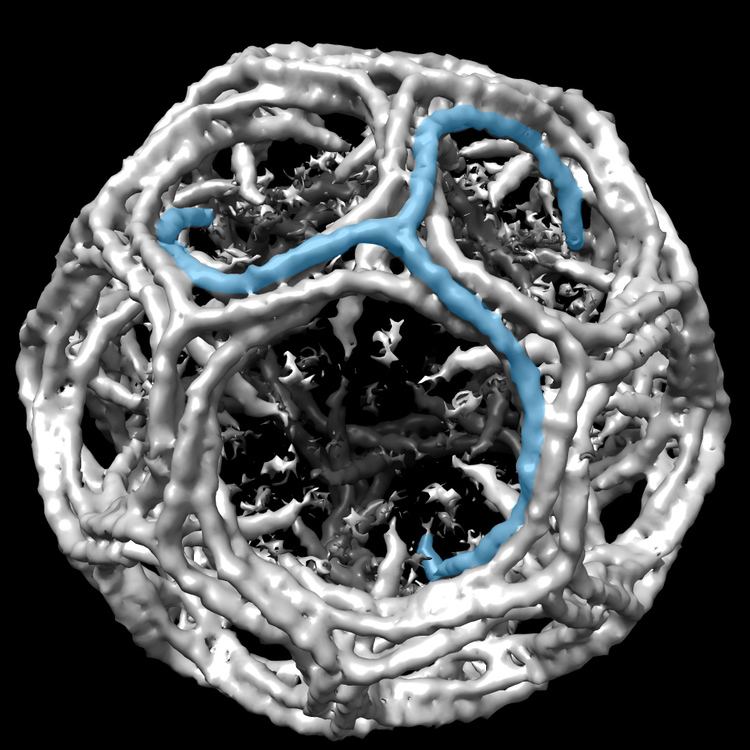 Clathrin