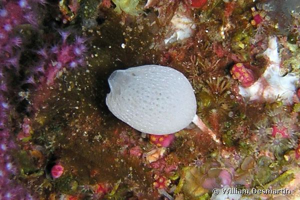 Clathrina lacunosa Clathrina lacunosa Pedunculate clathrina Guancha lacunosa