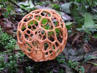 Clathrus Lattice Stinkhorn Clathrus ruber tpo cool and the only way a