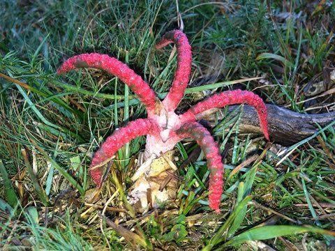Clathrus archeri Clathrus archeri Devil39s Fingers Octopus Stinkhorn fungi