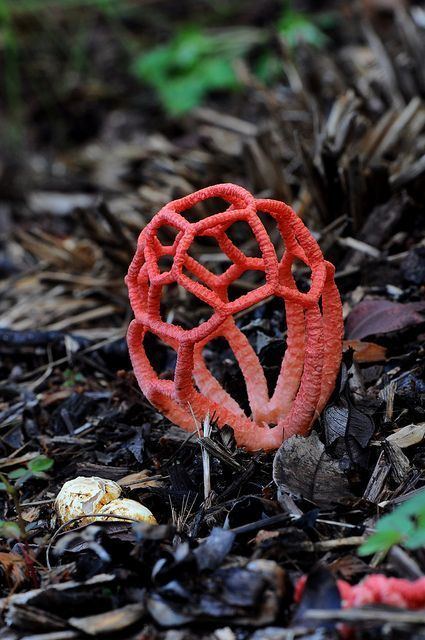 Clathrus ruber Red Cage Fungus Clathrus Ruber by Patricia Woods via Flickr