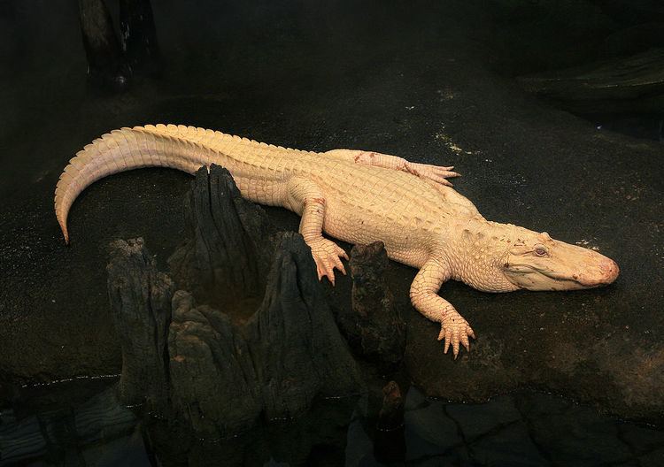 Claude (alligator)