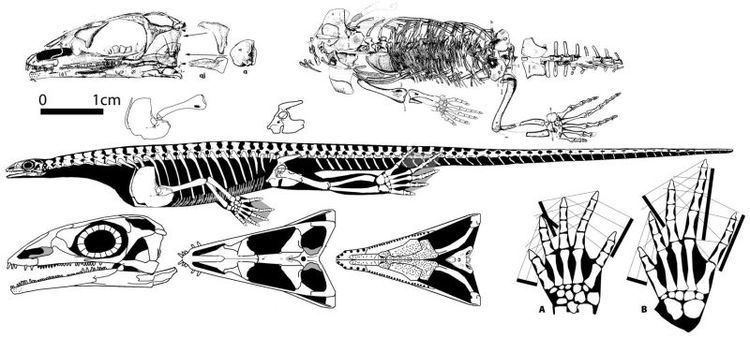 Claudiosaurus Palaeos Vertebrates Diapsida Neodiapsida Claudiosaurus