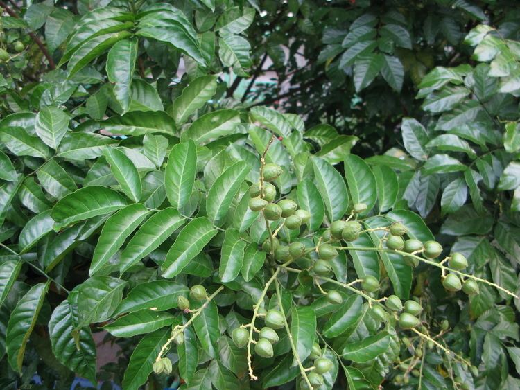 Clausena Clausena lansium Images Useful Tropical Plants