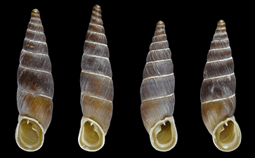 Clausiliidae Terrestrial Snails and Slugs