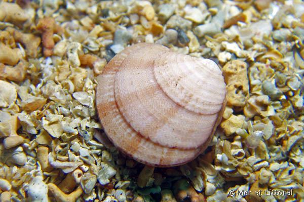 Clausinella European Marine Life Photo of Clausinella fasciata Mollusc