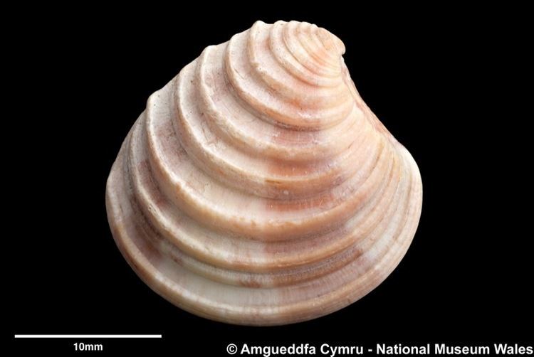 Clausinella Clausinella fasciata da Costa 1778 Marine Bivalve Shells of the