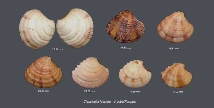 Clausinella fasciata Shells Collection