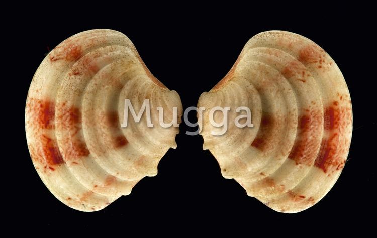 Clausinella fasciata Mugga Clausinella fasciata