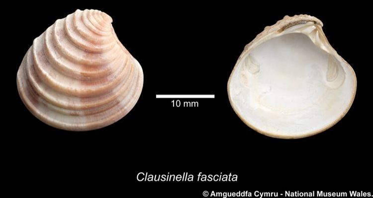 Clausinella fasciata naturalhistorymuseumwalesacukBritishBivalvesi