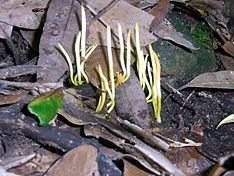 Clavaria amoena httpsuploadwikimediaorgwikipediacommonsthu