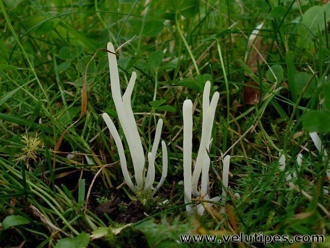 Clavaria fragilis Clavaria fragilis valkonuijakas Natural Fungi in Finland