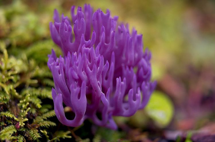 Clavaria zollingeri Clavaria zollingeri Violet Coral Fungi Jeremy Flickr