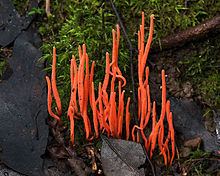 Clavariaceae httpsuploadwikimediaorgwikipediacommonsthu