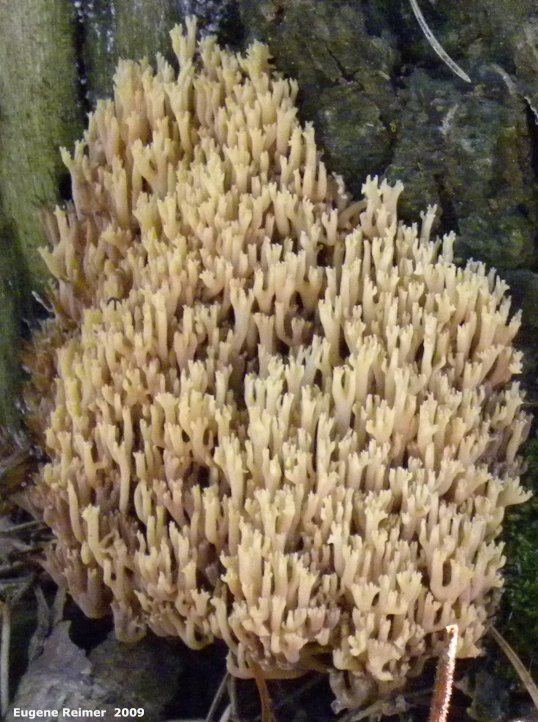 Clavariaceae Coral fungus Clavariaceae sp closer