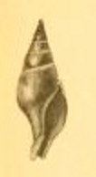 Clavatula kraepelini
