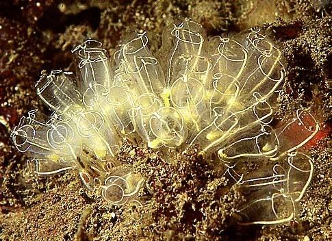 Clavelina lepadiformis Ascidia Sea squirts