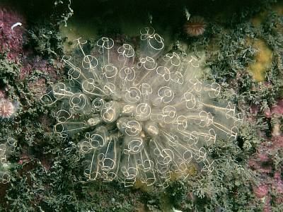 Clavelina lepadiformis Clavelina lepadiformis Marine Life Encyclopedia