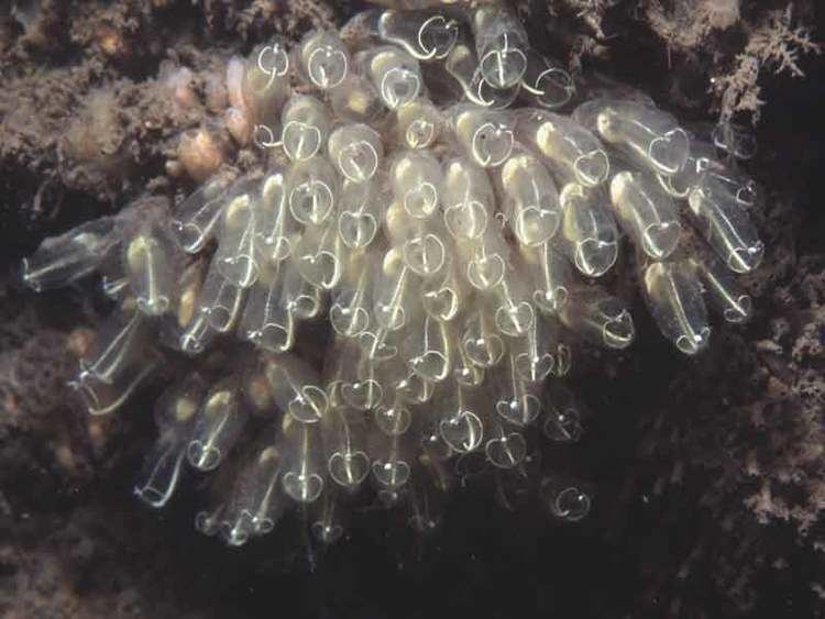 Clavelina lepadiformis MarLIN The Marine Life Information Network Light bulb sea squirt