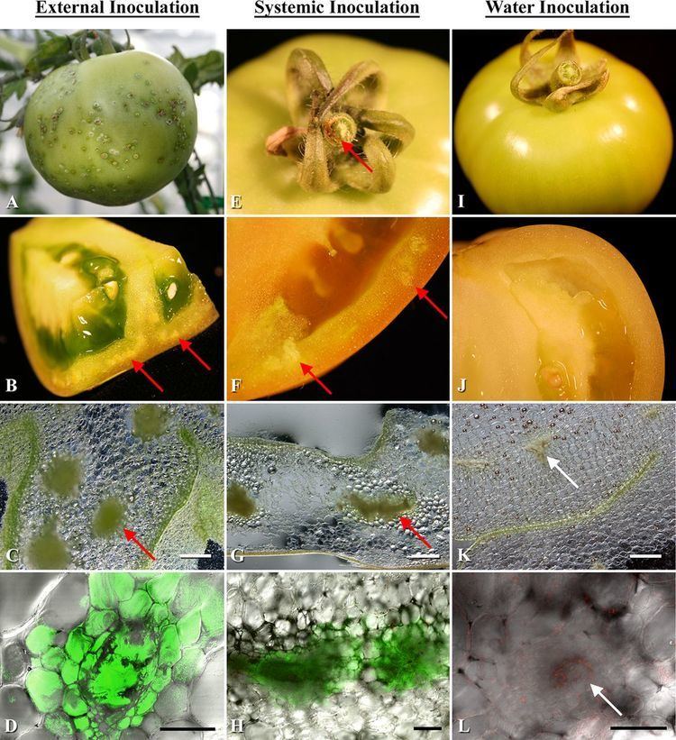 Clavibacter michiganensis Tomato Fruit and Seed Colonization by Clavibacter michiganensis