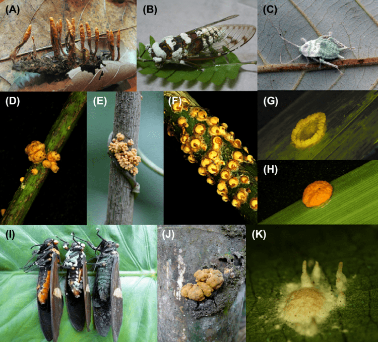 5 Family Clavicipitaceae. B, C, E, F, and I are asexual states... |  Download Scientific Diagram