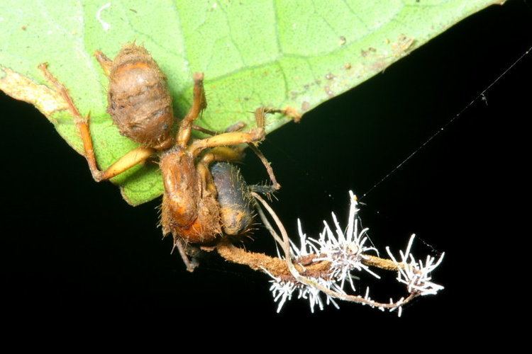 Clavicipitaceae Ophiocordyceps sp Clavicipitaceae photo Stephen Luk photos at