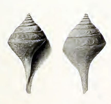 Clavosurcula sibogae