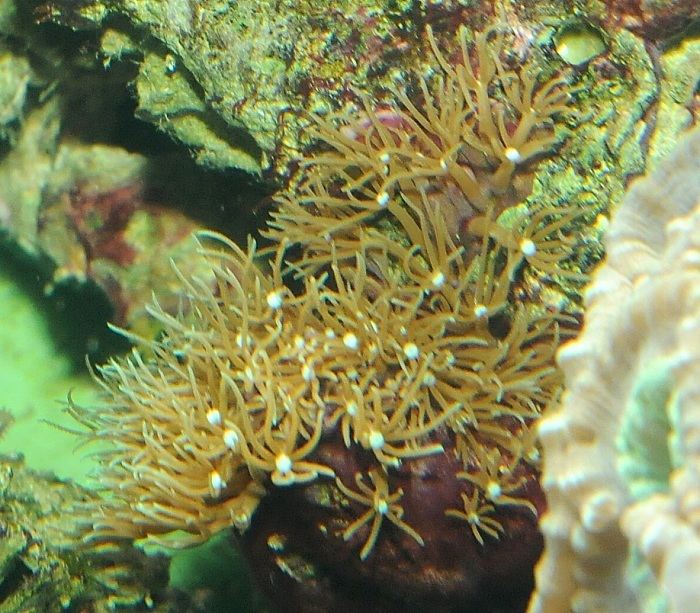 Clavularia viridis Image Clavularia viridis Okinawan Soft Coral BioLibcz