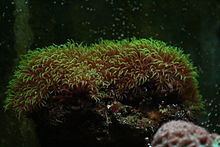Clavularia viridis httpsuploadwikimediaorgwikipediacommonsthu