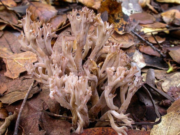 Clavulina California Fungi Clavulina cinerea