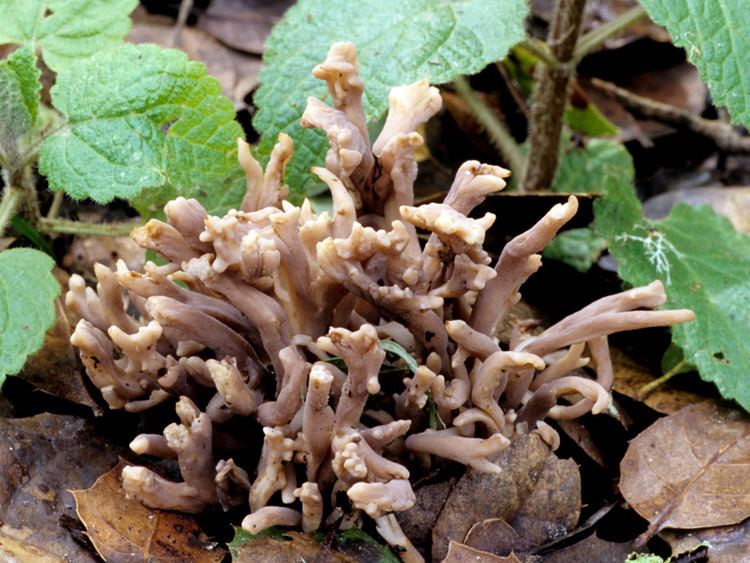Clavulina California Fungi Clavulina cinerea