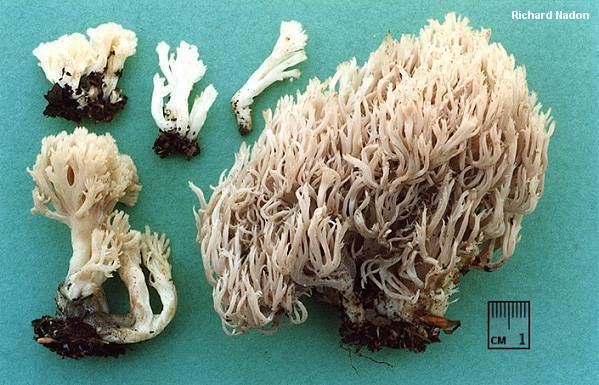 Clavulina cristata Clavulina cristata MushroomExpertCom