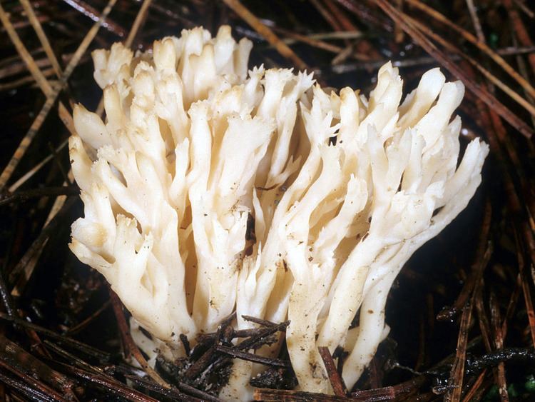 Clavulina cristata California Fungi Clavulina cristata