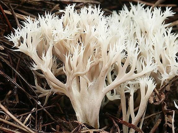 Clavulina Cristata Detailed Information Photos Videos