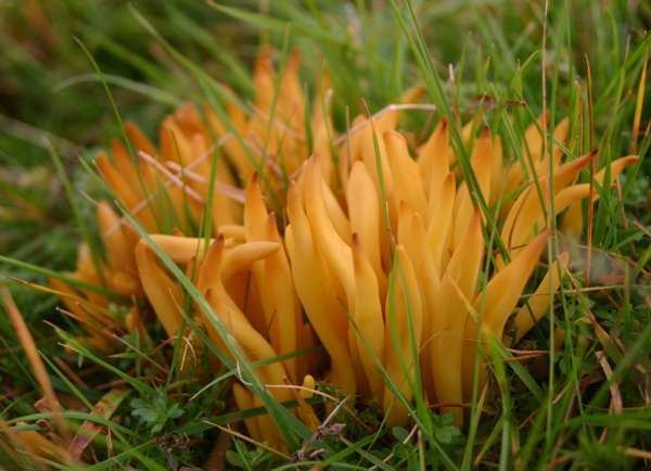 Clavulinopsis fusiformis Clavulinopsis fusiformis Golden Spindles identification