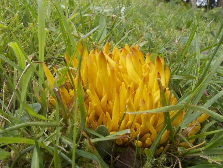 Clavulinopsis fusiformis Golden Spindles Clavulinopsis fusiformis Wyre Forest Blog
