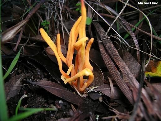 Clavulinopsis fusiformis Clavulinopsis fusiformis MushroomExpertCom